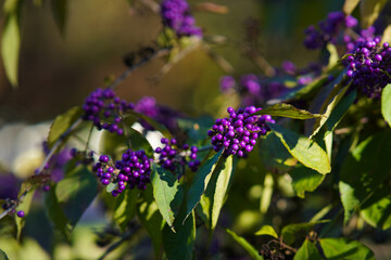 Purple Bodinier's beautyberry fruits on a shrub