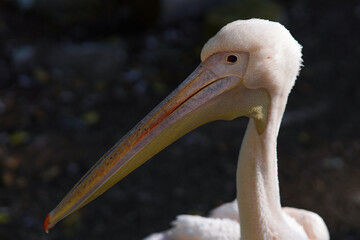 close up of a pelican