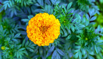 Marigold flowers in a field on a day without the sun agricultural field with blooming yellow marigoldflowers in the countryside