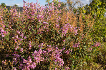 flowers in the garden