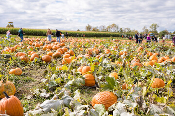 Pumpkin Patch with Large Orange Pumpkins and Vines