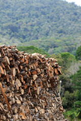 gandu, bahia, brazil - october 6, 2022: truck loading wood log from deforestation of rainforest in southern Bahia.