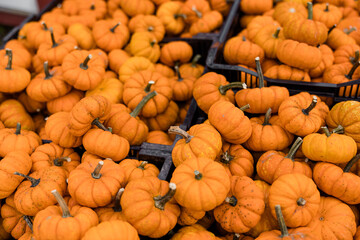 Closeup of Pile of Small Orange Pumpkins