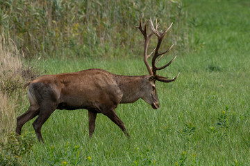 Deer on the meadow in the autumn forest