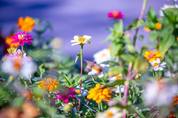 Multicolored flowers close-up. Bouquet of colorful flowers. City flower beds, a beautiful and well-groomed garden with flowering bushes.