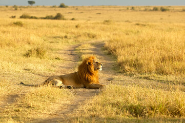 Naklejka na ściany i meble Male Lion (Panthera Leo) resting on the savanna plains of Masai Mara, Kenya in an early morning