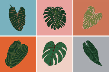 Set of Tropical Leaves decorative Illustration. Variation of Tropical plants leaves portraying monstera, fan palm, banana, fittonia, elephant leaves.
