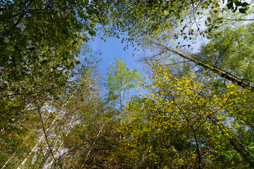 Silver birch wood in Grand-Voyeux Regional Nature Reserve . Île-de-France region