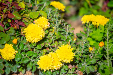 Red and orange flowers close up. Bouquet of yellow flowers. City flower beds, a beautiful and well-groomed garden with flowering bushes.