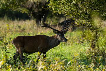 Deer on the meadow in the autumn forest