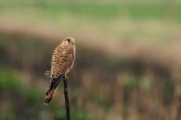 Kestrel (falco tinnunculus)