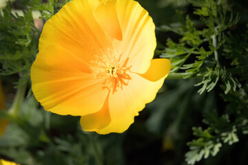 Yellow flower in the sunlight