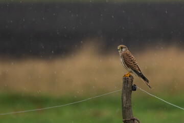 Kestrel (falco tinnunculus)