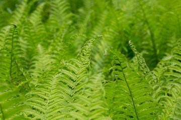 Beautiful fern leaf texture in nature. Natural ferns blurred background. Fern leaves Close up. background nature concept.