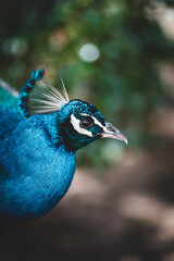 Animal portrait of an ostrich with plumage
