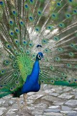 Naklejka premium Animal portrait of an ostrich with plumage 