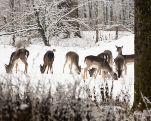 deer in the snowy forest

