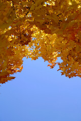 Yellowed autumn maple foliage against blue sky.