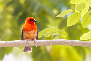 The red fody Seychelles  seated on the grass with green background. A red weaver from the African islands sits in a dense green bush. Red bird on a rice stalk.