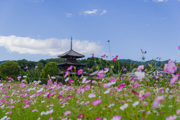 法起寺（奈良県斑鳩町）のコスモス