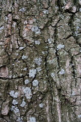 Background oak bark covered with moss.