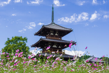 Obraz premium 法起寺（奈良県斑鳩町）のコスモス