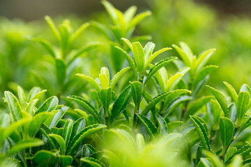 Young sprout in springtime,Closeup. spring green leaves on a bush. A shrub branch on a blurry green background, selective focus. The concept of a new life.
