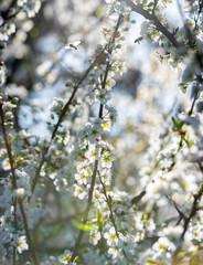 Abejas en un ciruelo en plena floración