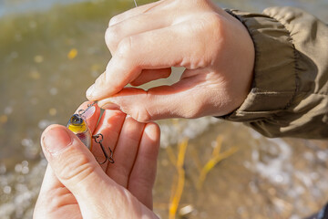 Replacing a wobbler on a spinning rod. A fisherman attaches a wobbler, an artificial bait to...