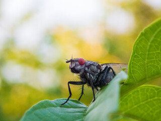 Fototapeta premium Big fly on a leaf macro