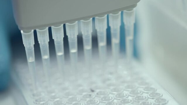 Analysing the egg product quality using the yolk liquid samples at the lab. Examining the quality of the food product with liquid samples. Inspecting the quality of liquid samples of organic product