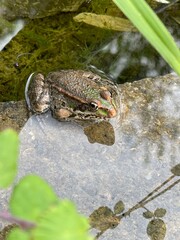 grenouille