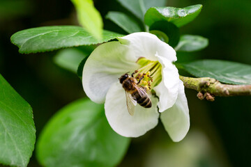 Close up many delicate white blossoms of white Chaenomeles japonica shrub