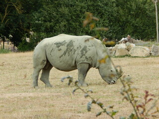Rhinoceros
