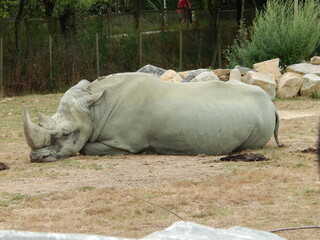 Rhinoceros
