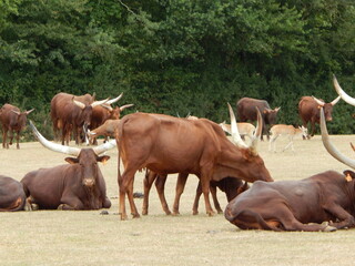 Buffle d'Asie