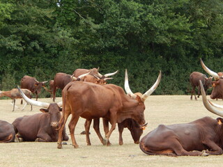 Buffle d'Asie