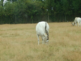 Antilopes