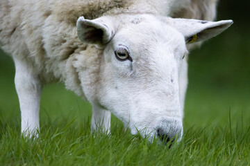 close up of sheep in a meadow