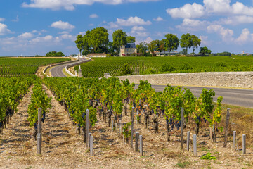 Typical vineyards near Chateau Latour, Bordeaux, Aquitaine, France - obrazy, fototapety, plakaty