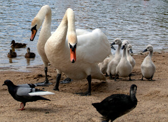 a family of white swans