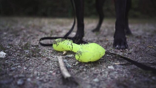 The dog picks up a toy lying on the ground