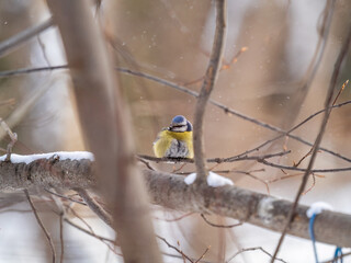 Cute bird, Eurasian blue tit, songbird sitting on a branch without leaves in the autumn or winter