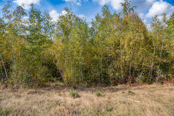 Birch young forest in autumn.