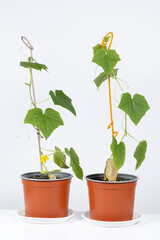 Growing cucumbers from seeds. Step 8 - The first flowers and cucumbers, supporting stick.