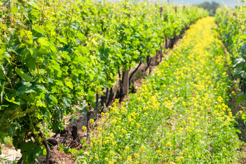 Fototapeta na wymiar spring vineyard near Svatoborice-Mistrin, Southern Moravia, Czech Republic