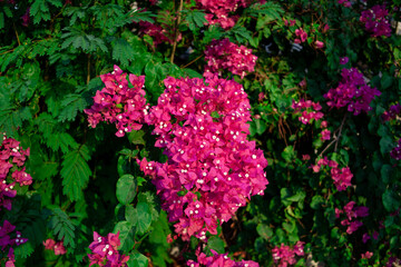 Bougainvillea glabra. Bright pink magenta bougainvillea glabra bush. Blooming bougainvillea flowers background. Selective focus - obrazy, fototapety, plakaty