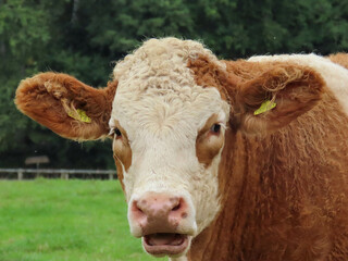 close up portrait of a pretty brown and cream hereford cow - obrazy, fototapety, plakaty