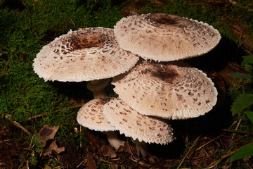 The Cat Dapperling (Lepiota felina) is an poisonous mushroom growing in the forest
