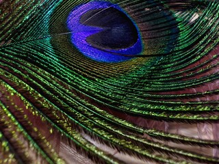 peacock feather background